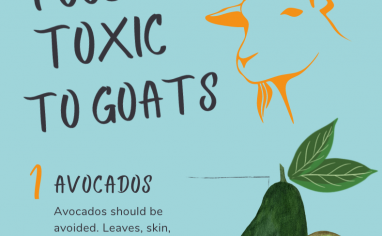 Open Sanctuary Toxic Goats Infographic Preview