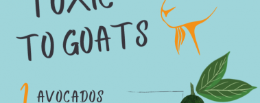 Open Sanctuary Toxic Goats Infographic Preview