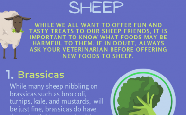 Open Sanctuary Toxic Sheep Infographic Preview