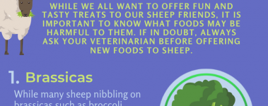 Open Sanctuary Toxic Sheep Infographic Preview