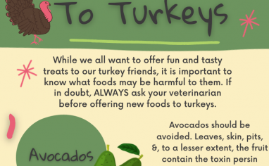 Open Sanctuary Toxic Turkeys Infographic Preview