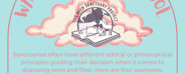 Open Sanctuary Wool Infographic Preview