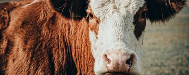 a brown cow in a field