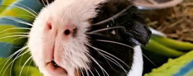Oreo 3 TH