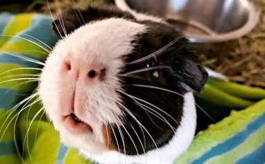 Oreo 3 TH