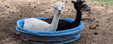 Two alpacas sitting in a kiddy pool together.