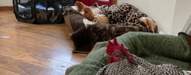 Four chickens setup in a human dwelling. A black and white rooster stands in a playpen looking out a glass door, two buff hens sit next to each other in a thick dog bed covered with blankets, and a black and white rooster sits in a separate dog beg close to the camera.