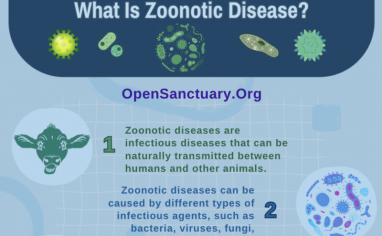 An image of the top of a flyer, which is titled "What Is Zoonotic Disease?""