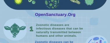 An image of the top of a flyer, which is titled "What Is Zoonotic Disease?""