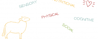 Sheep looking at a list of types of enrichment.