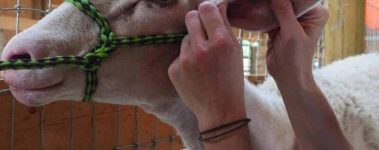 Sheep-Halter