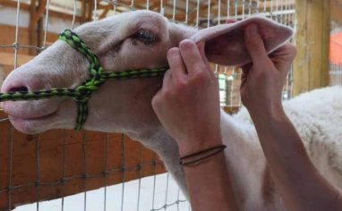 Sheep-Halter