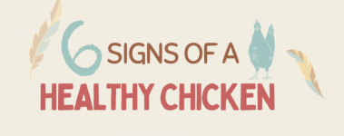 Banner reading "6 Signs Of A Healthy Chicken"