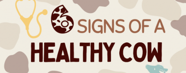 Graphic reading " 6 signs of a healthy cow"