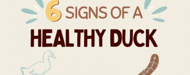 Banner reading "6 signs of a healthy duck