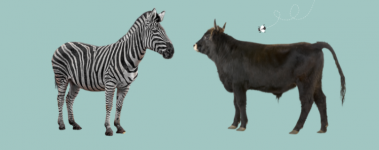 On the left, a cutout picture of a zebra stands staring out ahead of them while a young, black male cow stands on the right with a cartoon fly about to land on him.