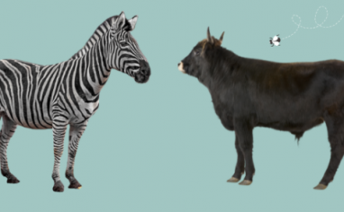 On the left, a cutout picture of a zebra stands staring out ahead of them while a young, black male cow stands on the right with a cartoon fly about to land on him.