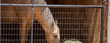 The-Open-Sanctuary-Project-Advanced-Horse-Nutrition
