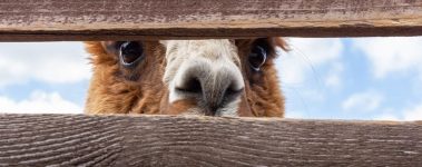 The Open Sanctuary Project Alpaca Health Exam