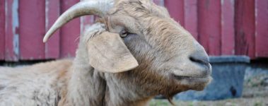A brown horned goat.