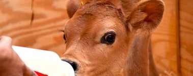 Calves are awfully cute, but you need to know how to provide the right care for them! - Photo from Luvin Arms Animal Sanctuary