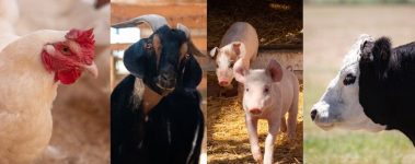 The-Open-Sanctuary-Project-Care-Program-Evaluation-Checklist-First-Edition-Banner