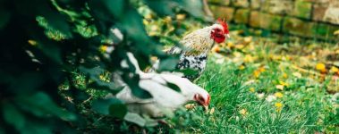 The Open Sanctuary Project Chicken Health Challenges