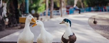 The-Open-Sanctuary-Project-Duck-Care