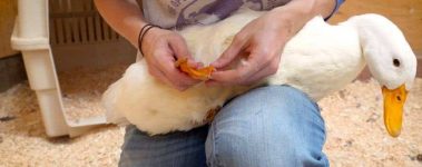 Safe duck handling is a crucial element of compassionate duck care!