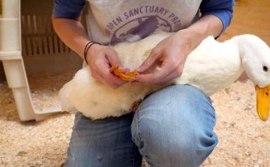 Safe duck handling is a crucial element of compassionate duck care!