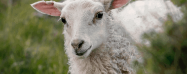 The Open Sanctuary Project Fun Facts Sheep