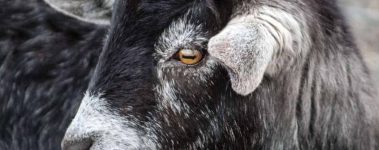 The Open Sanctuary Project Goat Exam