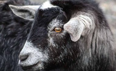 The Open Sanctuary Project Goat Exam