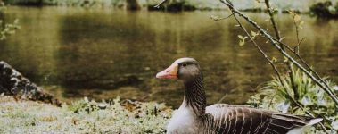 The-Open-Sanctuary-Project-Goose-Home