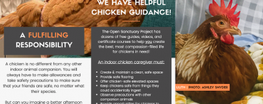 The-Open-Sanctuary-Project-Indoor-Chickens-Brochure-Page-1