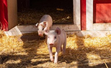 Athena and Ophelia are happy to live in their new home at Luvin Arms Animal Sanctuary!