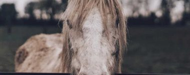 The-Open-Sanctuary-Project-Older-Horses