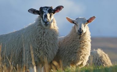 Two sheep standing in a field