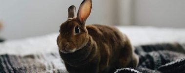 The-Open-Sanctuary-Project-Rabbit-Health-Exam
