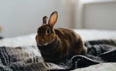 The-Open-Sanctuary-Project-Rabbit-Health-Exam