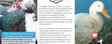 The-Open-Sanctuary-Project-So-You-Want-To-Rescue-A-Duck-Brochure-Sample-Page-1