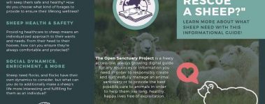 The-Open-Sanctuary-Project-So-You-Want-To-Rescue-A-Sheep-Sample-Page-1