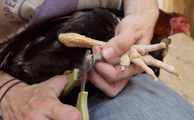 Spur trimming can take some work, but your rooster's housemates will thank you!