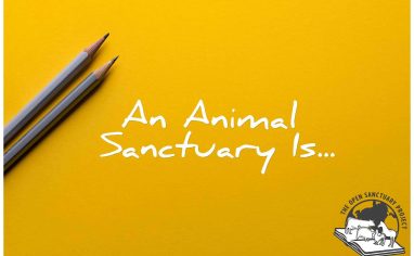 The Open Sanctuary Project What Defines A Sanctuary