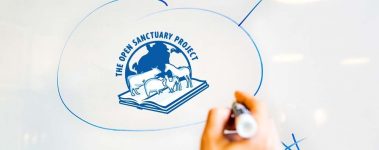 The-Open-Sanctuary-Project-Whiteboards