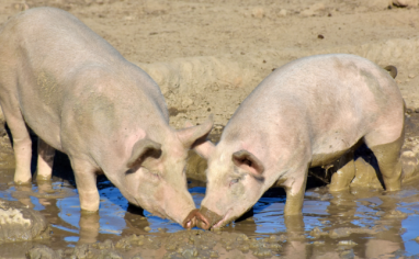 Two pink pigs stand in muddy water, rooting around with their noses touching.