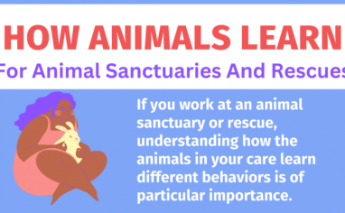 This banner has the title "How Animals Learn: For Animal Sanctuaries And Rescues". A smiling brown-skinned woman holds a white rabbit in her lap. Next to her are the words "If you work at an animals sanctuary or rescue, understanding how animals learn different behaviors is of particular importance."