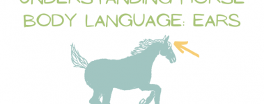 Title reading "Understanding Horse Body Language: Ears" with a graphic of a horse running and an arrow pointing to their ears.