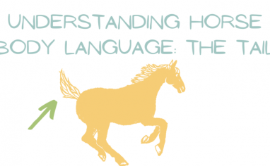 Graphic reads "Understanding Horse Body Language: The Tail. A yellow cartoon horse is galloping underneath and a red arrow is pointing at their tail.