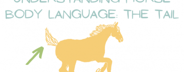 Graphic reads "Understanding Horse Body Language: The Tail. A yellow cartoon horse is galloping underneath and a red arrow is pointing at their tail.